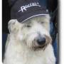 rocdog.jpg